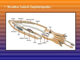 Detail Struktur Cumi Cumi Nomer 9