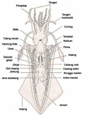 Detail Struktur Cumi Cumi Nomer 20