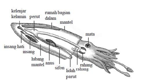 Detail Struktur Cumi Cumi Nomer 3