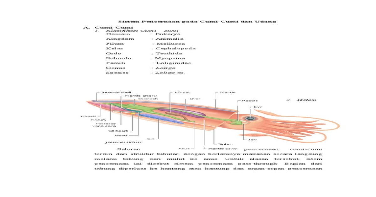 Detail Struktur Cumi Cumi Nomer 26