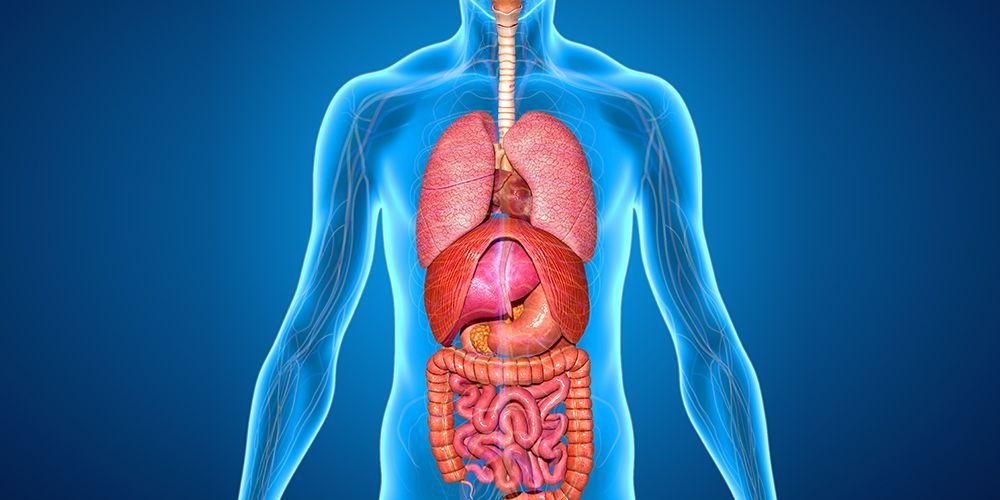 Detail Struktur Dan Fungsi Organ Manusia Beserta Gambar Nomer 18