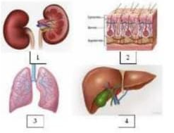 Detail Struktur Dan Fungsi Organ Manusia Beserta Gambar Nomer 22