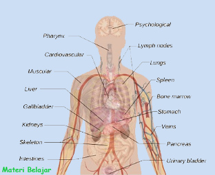 Detail Struktur Dan Fungsi Organ Manusia Beserta Gambar Nomer 6