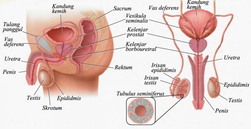 Detail Struktur Dan Fungsi Organ Manusia Beserta Gambar Nomer 50