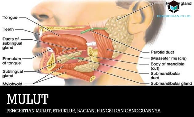 Detail Struktur Dan Fungsi Organ Manusia Beserta Gambar Nomer 52