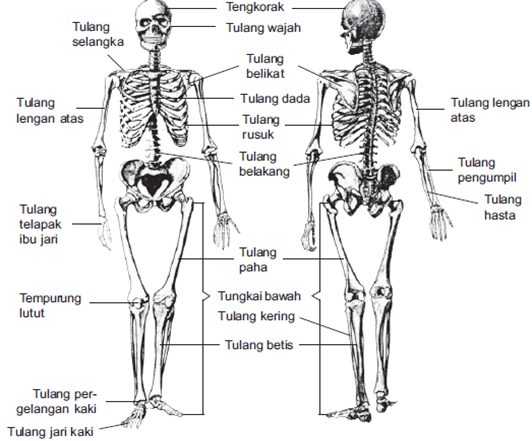 Struktur Tulang Manusia - KibrisPDR