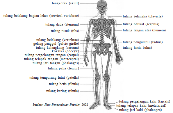 Detail Struktur Tulang Manusia Nomer 21