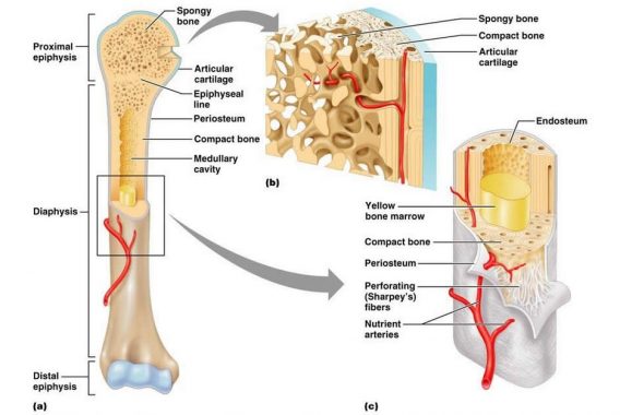 Detail Struktur Tulang Manusia Nomer 22