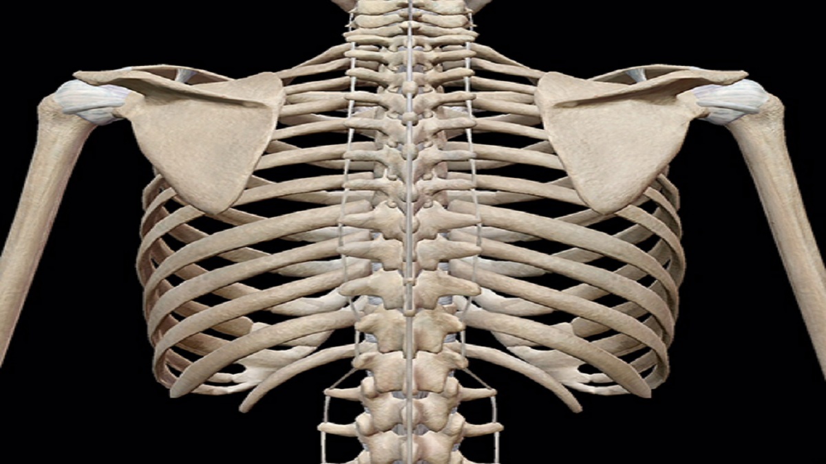 Detail Struktur Tulang Manusia Nomer 29