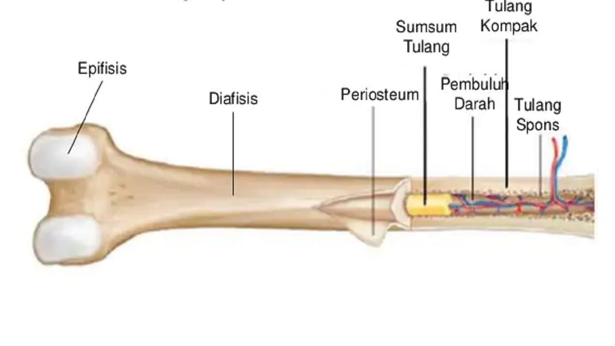 Detail Struktur Tulang Manusia Nomer 30