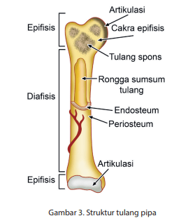 Detail Struktur Tulang Manusia Nomer 33