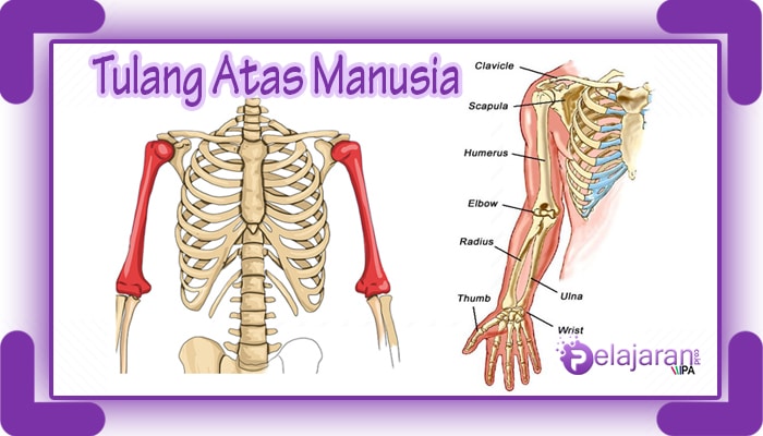 Detail Struktur Tulang Manusia Nomer 36