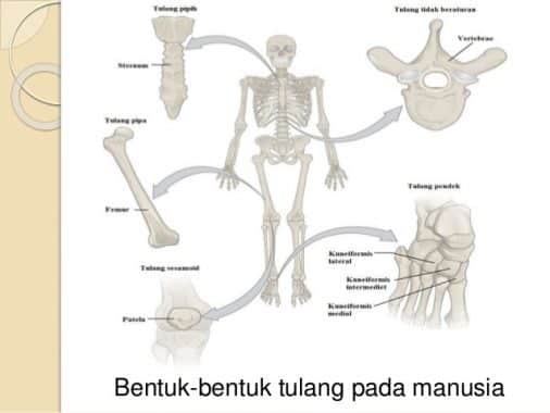 Detail Struktur Tulang Manusia Nomer 39
