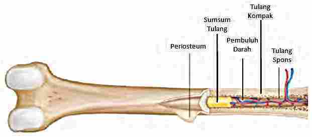 Detail Struktur Tulang Manusia Nomer 43