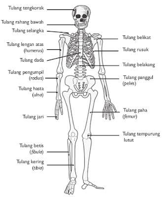 Detail Struktur Tulang Manusia Nomer 48