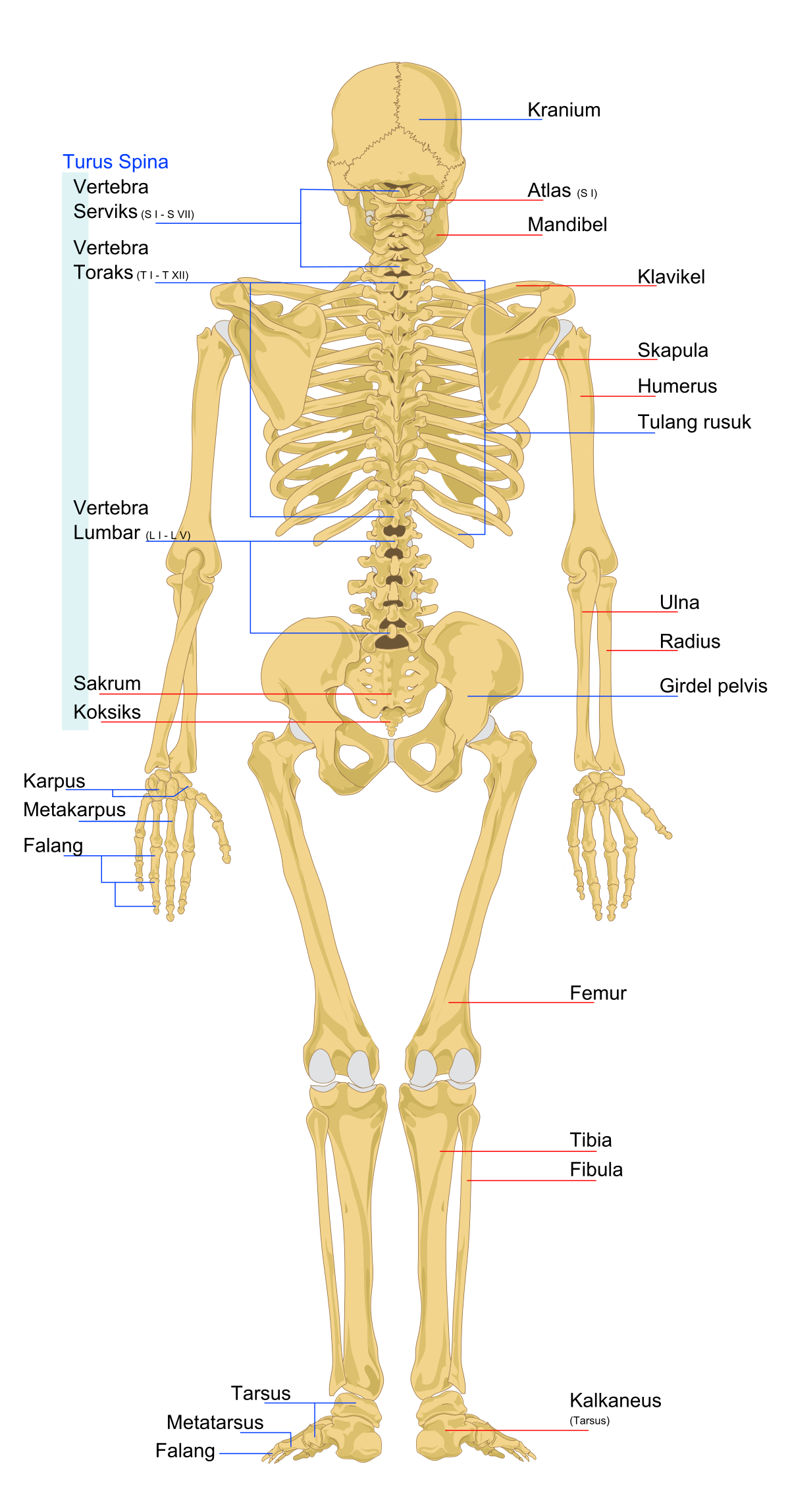 Detail Struktur Tulang Manusia Nomer 8
