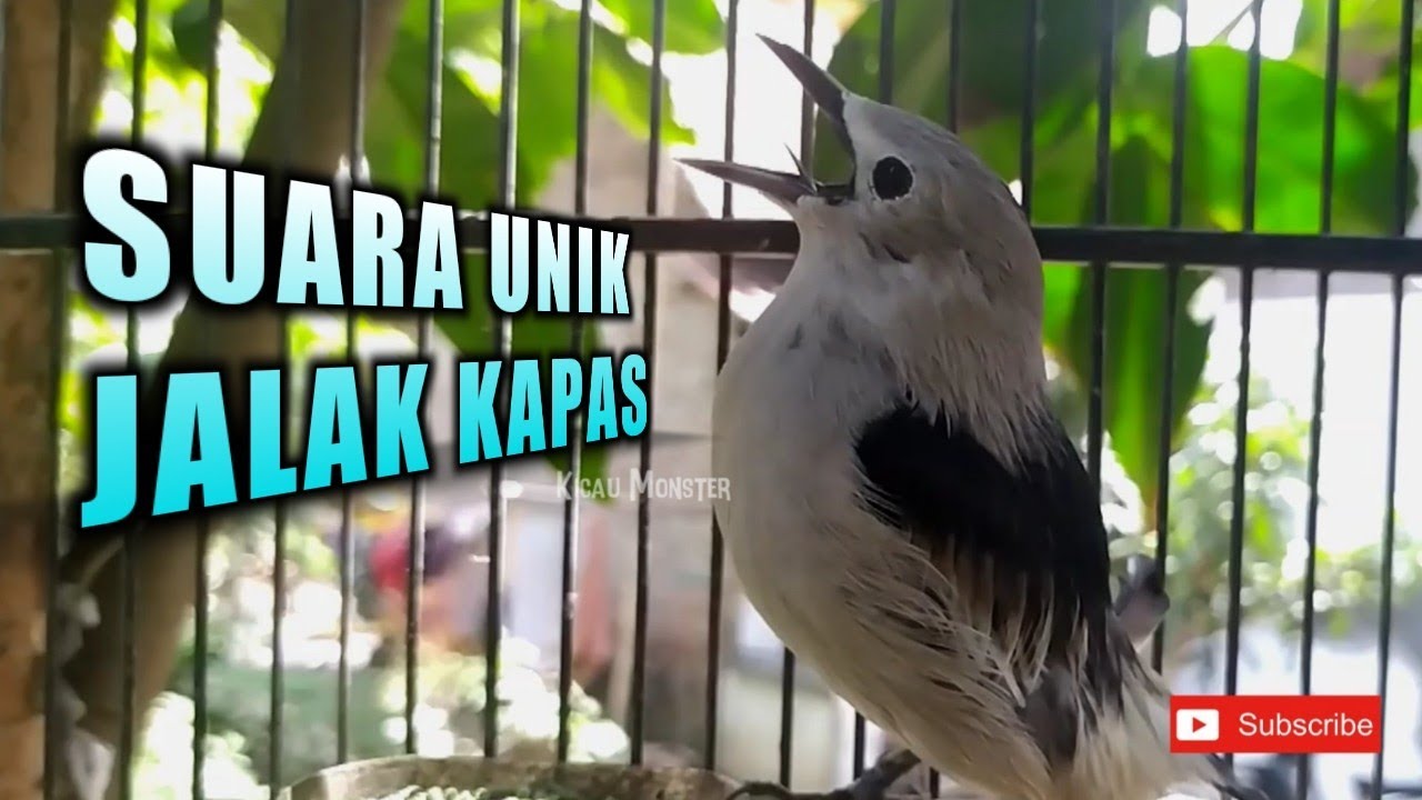 Detail Suara Jalak Kapas Jantan Nomer 37