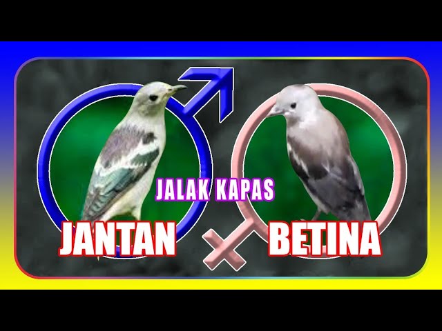 Detail Suara Jalak Kapas Jantan Nomer 43