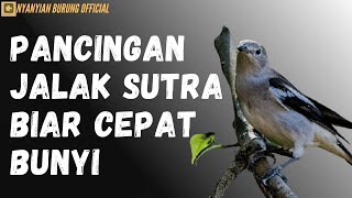 Detail Suara Jalak Kapas Jantan Nomer 50