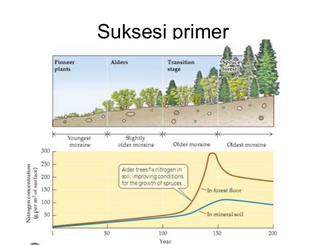 Suksesi Primer Adalah - KibrisPDR
