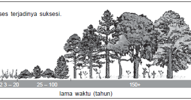 Detail Suksesi Primer Adalah Nomer 9