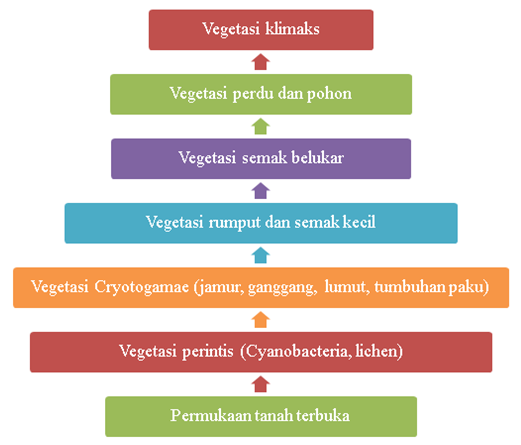 Detail Suksesi Primer Adalah Nomer 24