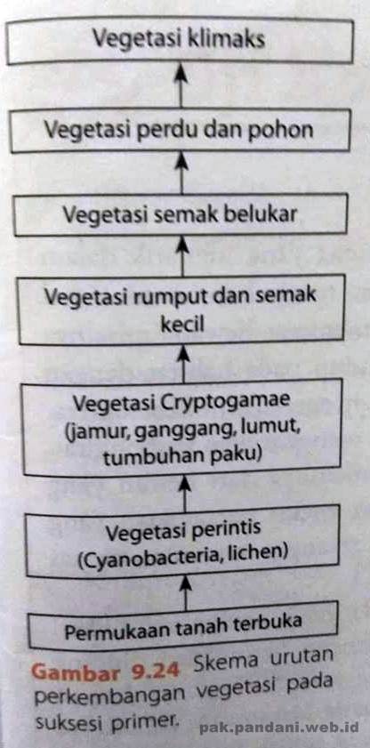 Detail Suksesi Primer Adalah Nomer 26