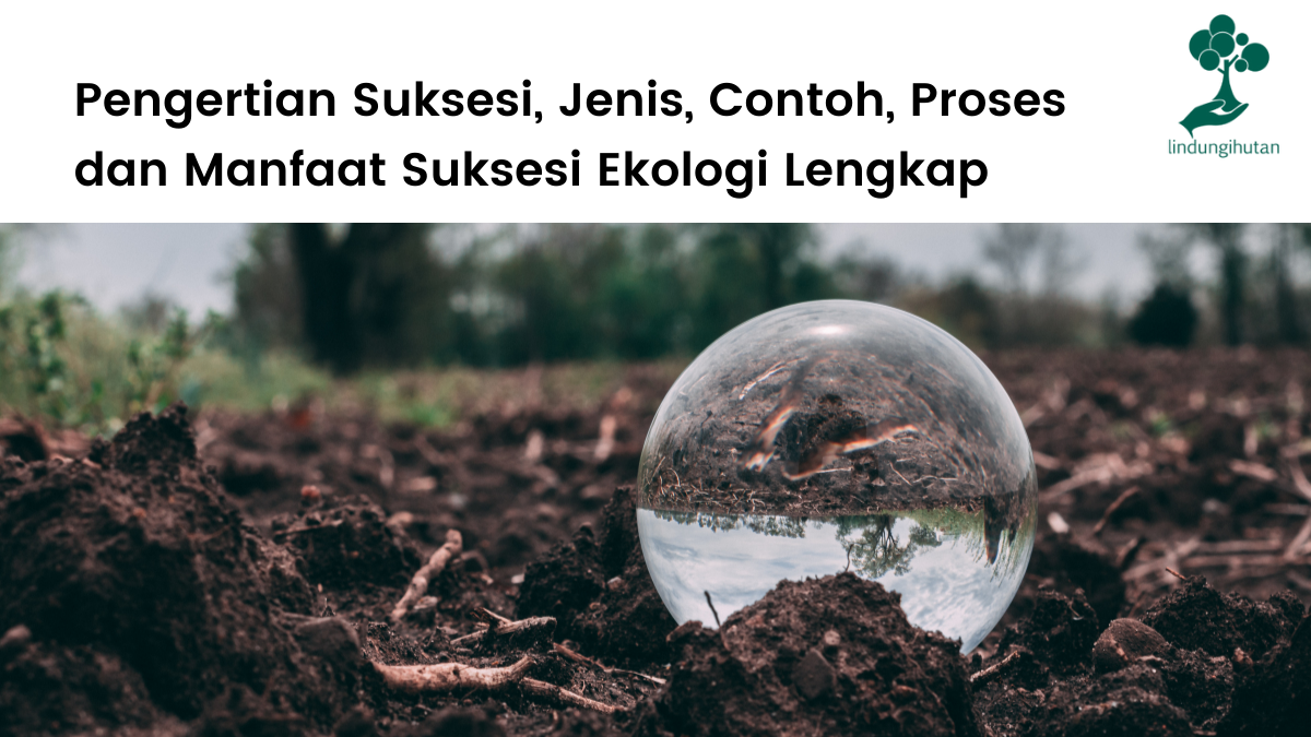 Detail Suksesi Primer Adalah Nomer 40