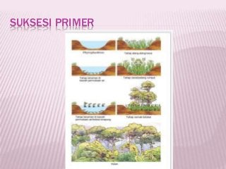 Detail Suksesi Primer Adalah Nomer 42