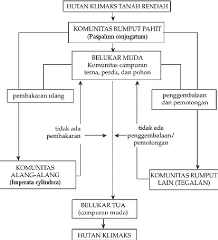 Detail Suksesi Primer Adalah Nomer 45