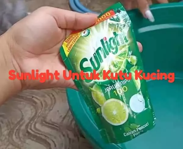Detail Sunlight Untuk Kucing Nomer 2