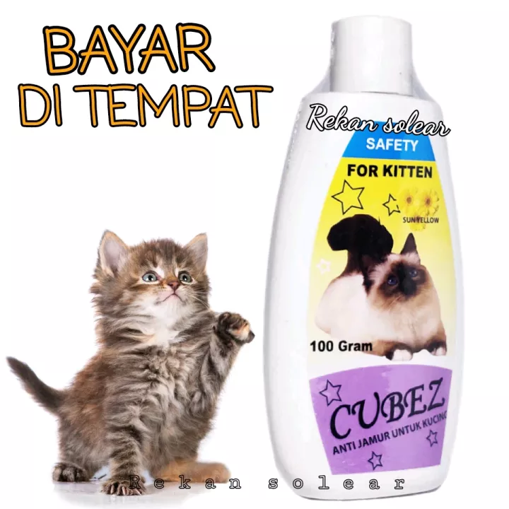 Detail Sunlight Untuk Kucing Nomer 27