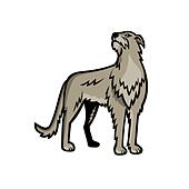 Detail Irish Wolfhound Mischlingswelpen Nomer 7