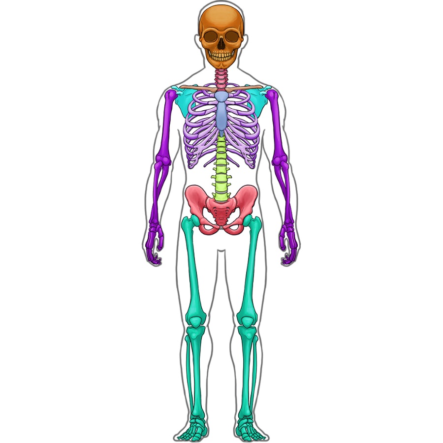 Detail Menschliches Skelett Beschriftet Nomer 2