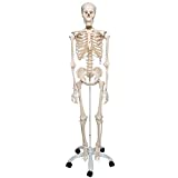 Detail Menschliches Skelett Beschriftet Nomer 3