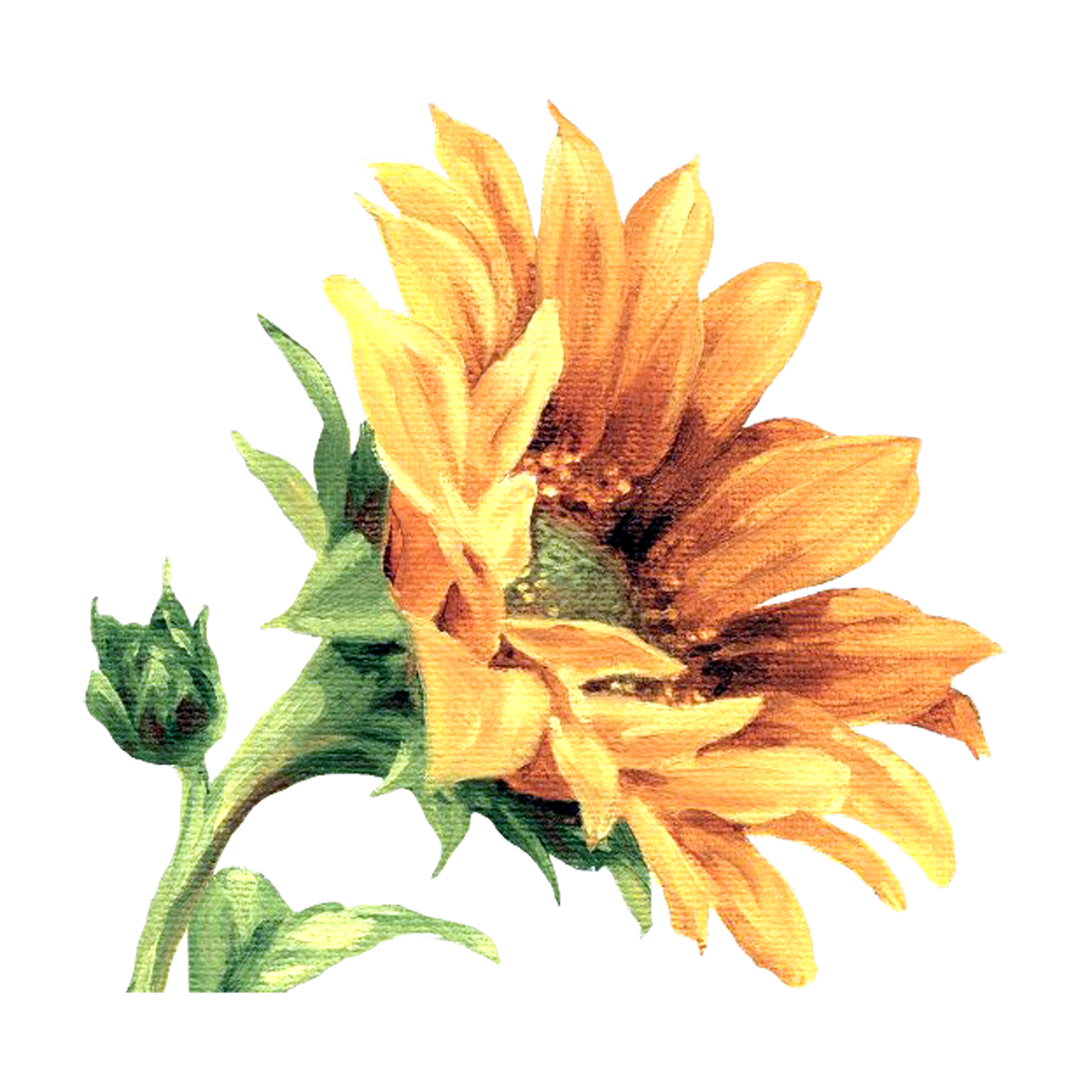 Detail Sonnenblume Aquarell Nomer 25