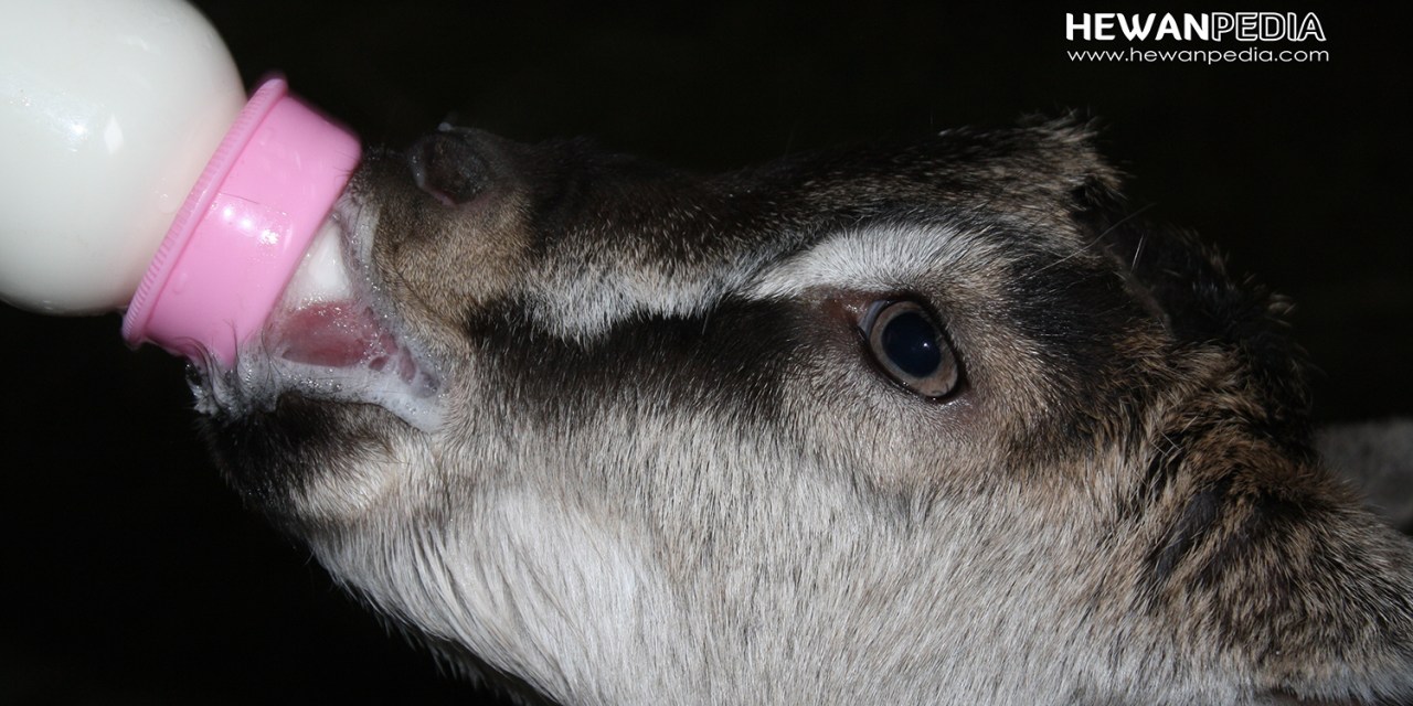 Detail Susu Untuk Anak Kambing Nomer 17