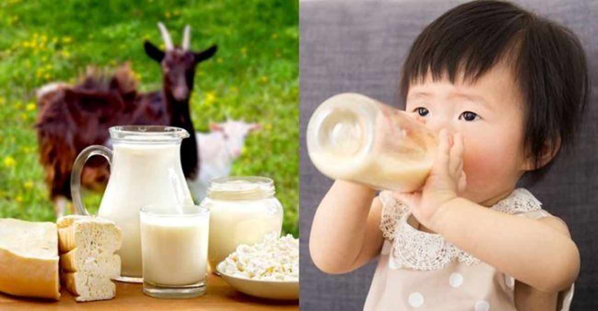 Detail Susu Untuk Anak Kambing Nomer 18