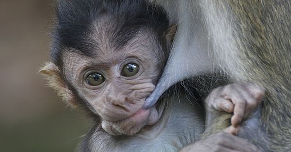 Detail Susu Untuk Bayi Monyet Nomer 14