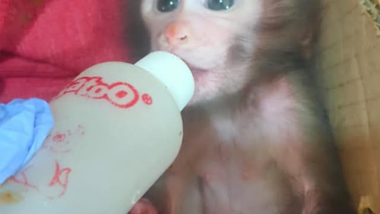 Detail Susu Untuk Bayi Monyet Nomer 25