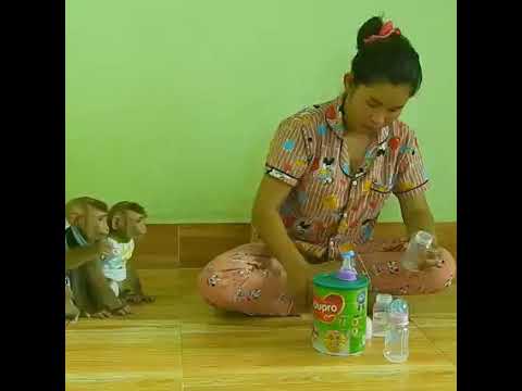 Detail Susu Untuk Bayi Monyet Nomer 32