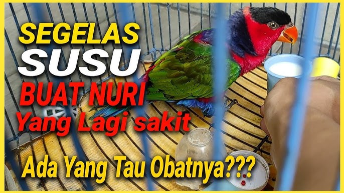 Detail Susu Untuk Burung Nuri Nomer 13