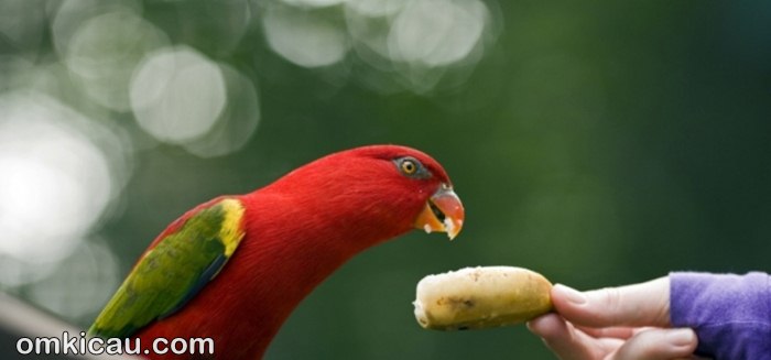 Detail Susu Untuk Burung Nuri Nomer 4