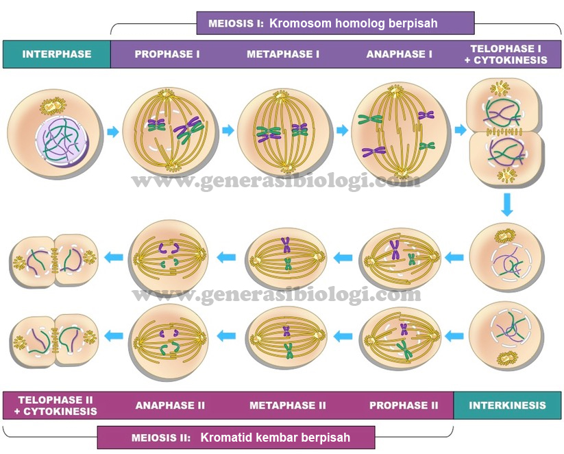 Tahapan Meiosis Beserta Gambar - KibrisPDR