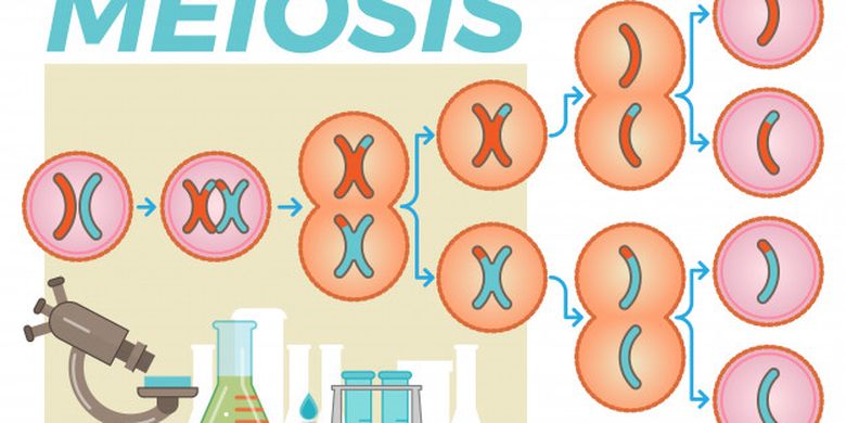 Detail Tahapan Meiosis Beserta Gambar Nomer 16