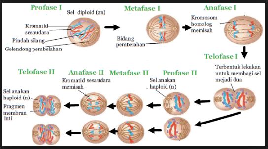 Detail Tahapan Meiosis Beserta Gambar Nomer 20