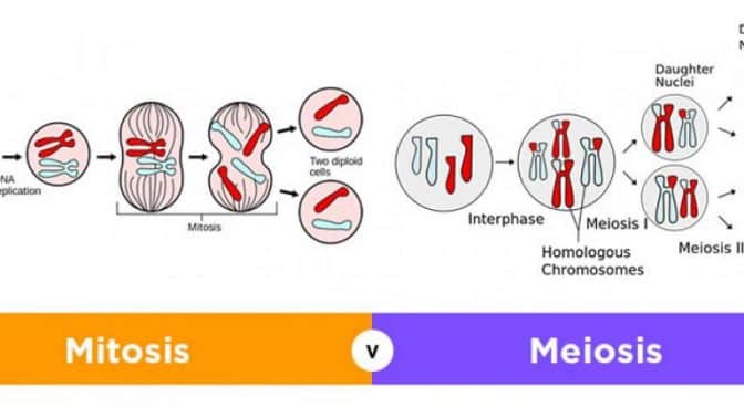 Detail Tahapan Meiosis Beserta Gambar Nomer 24