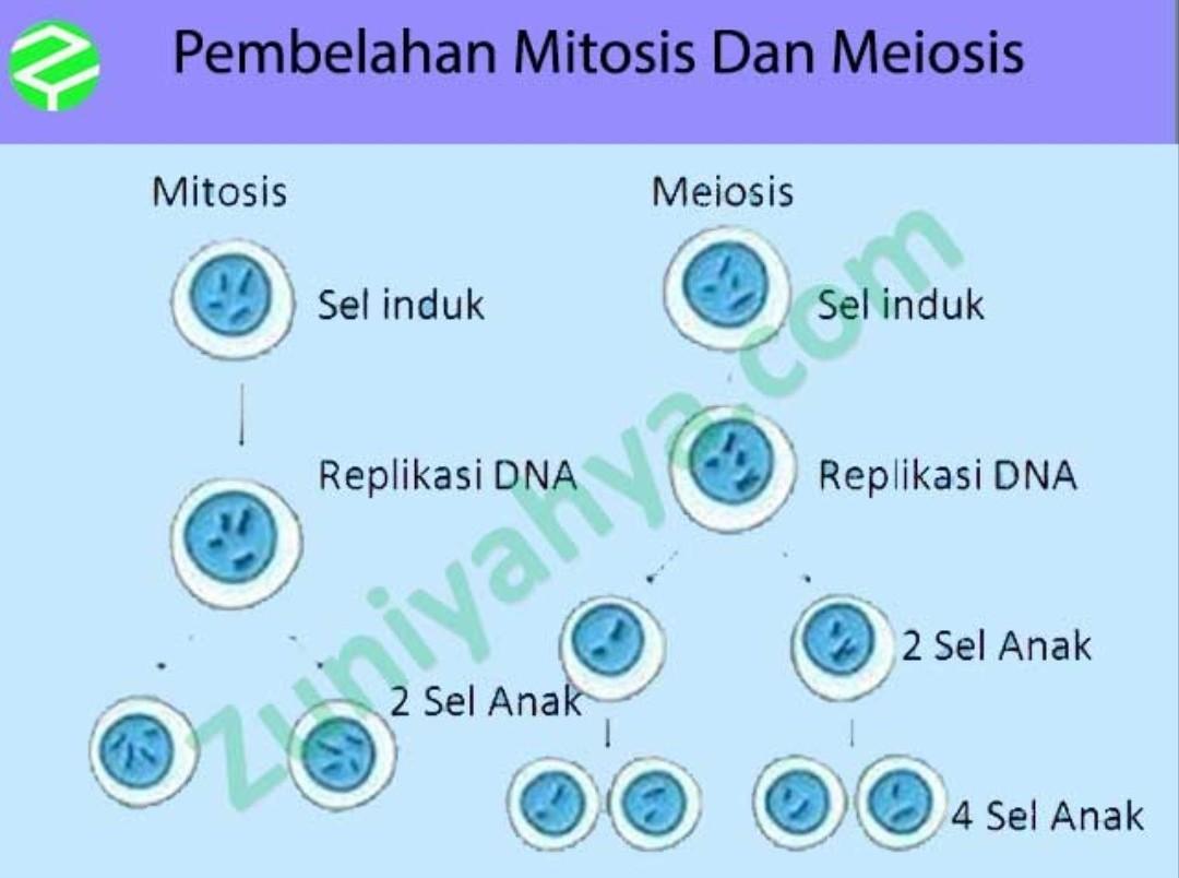 Detail Tahapan Meiosis Beserta Gambar Nomer 27