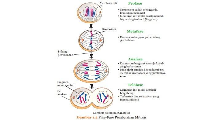 Detail Tahapan Meiosis Beserta Gambar Nomer 29