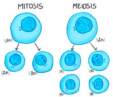 Detail Tahapan Meiosis Beserta Gambar Nomer 41